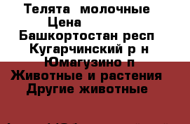 Телята  молочные › Цена ­ 12 000 - Башкортостан респ., Кугарчинский р-н, Юмагузино п. Животные и растения » Другие животные   